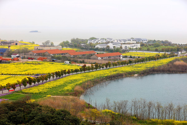 春不晚、真江南,我在太湖边赏花忙!