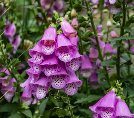 上海植物园游览照片展示（五）