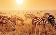 肯尼亚游记图片] 马赛马拉国家公园和马拉保护区不一样