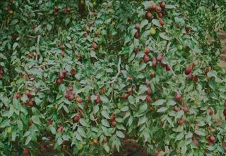 枣乡乐陵   早来枣好