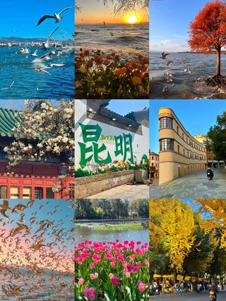 在昆明,把四季过成一首暖阳与繁花的诗