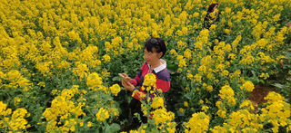 2023北京自驾滇桂黔：赏花之旅03：百色、罗平