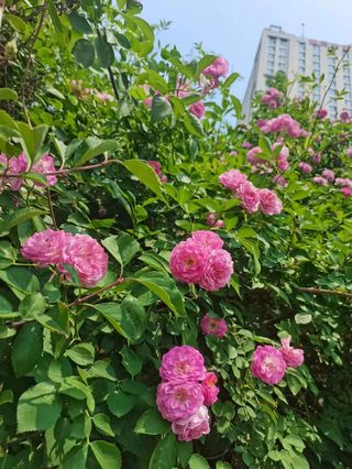 母亲节：去沂水蓝海逛吃，赏蔷薇花