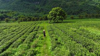 如果要写清远的盛夏，就一定要来积庆里🌳