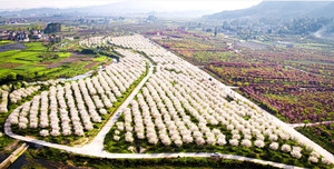 贵定游记图文-乡游黔中 贵定县 东坪村丨 樱雪漫茶海，解锁苗岭春日限定浪漫