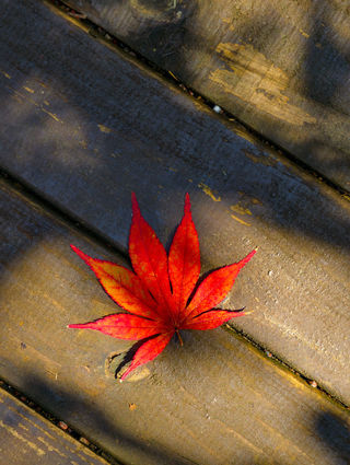 西红誓——西安咸阳留坝秦岭大巴山紫柏山黎坪龙头山十八月潭米仓山
