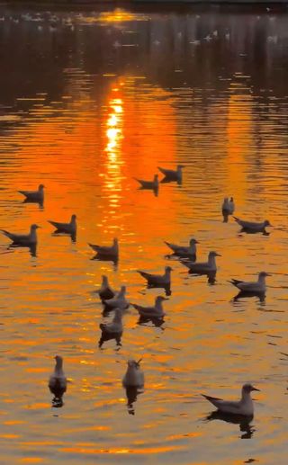 住昆明翠湖丽瑞德酒店直接掉进了“海鸥版日落童话”里✨