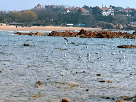 阳春三月 黄岛自驾游攻略