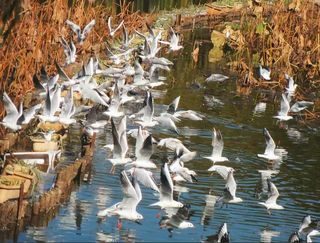 昆明翠湖|冬日被红嘴鸥塞满的温柔💌