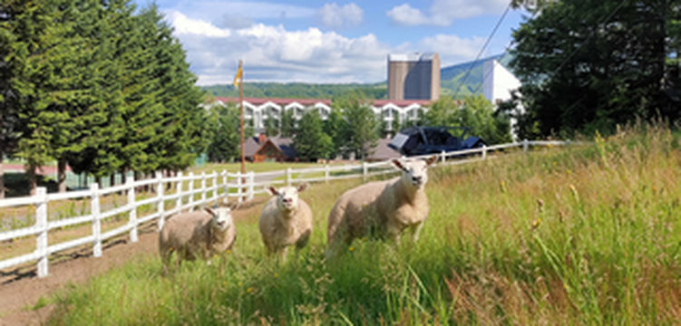 9月，在丰收的喜悦里感受北海道留寿都的秋色