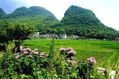 贞丰游记图片] 乡游黔中 ·贞丰县 岩鱼村丨花为媒，好春光，春日追花去