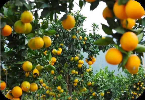 秋意浓，长兴岛采摘拓展娱乐组合等你来探秘