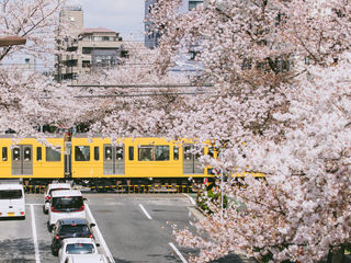 不负春光、樱花盛放！东京赏樱好时节