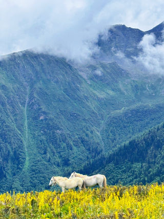 成都出发 5h，这避暑地谁能拒绝？！