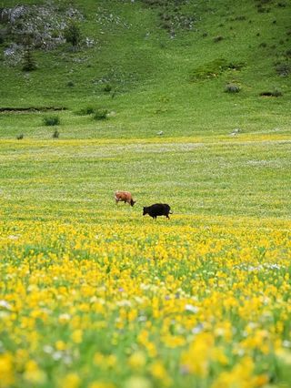从成都前往理塘格聂南线有什么需要注意的事项