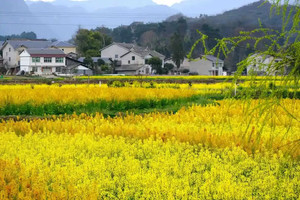 绥阳游记图文-乡游黔中· 绥阳县 溪源村丨金色浪潮漫山野，春日田园诗画中