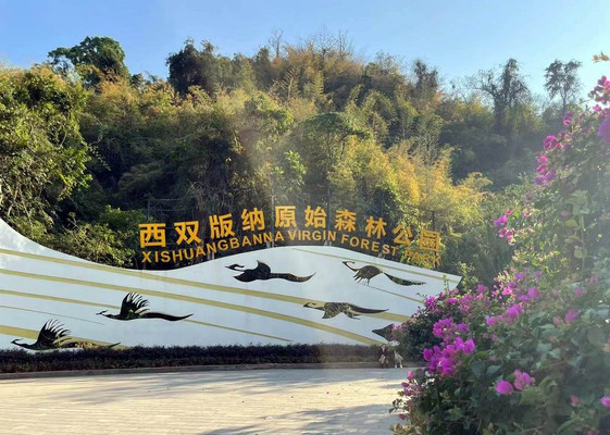 云游四海(1759)重游版纳手机随拍之十一——原始森林公园