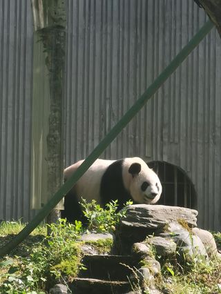 去四川看熊猫前，需要知道的那些事儿（必修课）2024年版