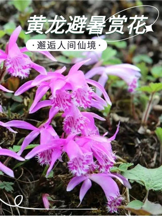 来黄龙避暑纳凉,静赏“花中君子”的诗意栖居