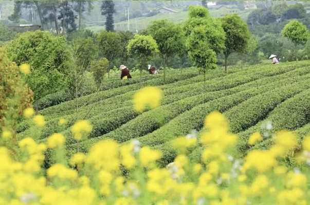 成都的“茶乡”，在这！