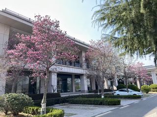 樱花烂漫几多时，恰是微醺春风日