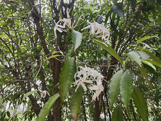 蕊木，绿云深处白蝶飞