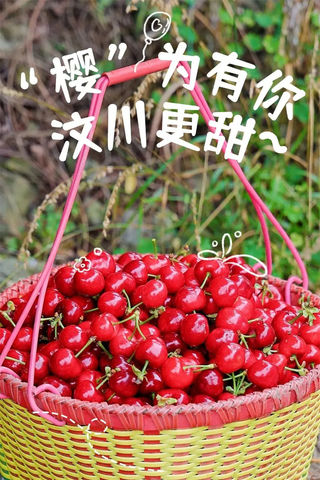 汶川之北有好果 | 甜樱桃的小秘密,想与你分享~