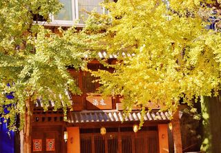 昆明避寒躺赢！银杏+红杉+滇池，暖冬秋景天花板🍂