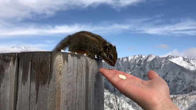 西岭雪山玩雪,喂松鼠,小朋友玩疯了,一路景色美到爆!!!