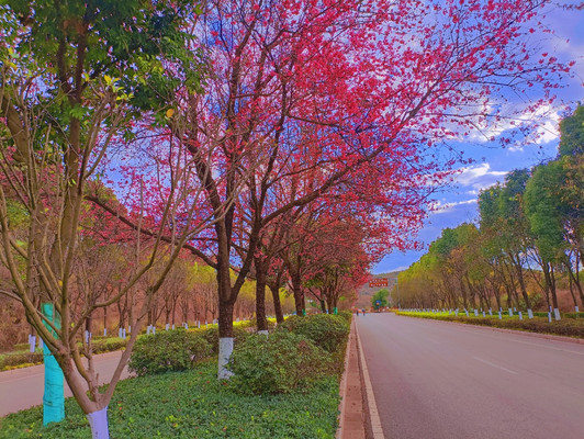 《骑行太平:从滇池后海到太平花道的旅程》