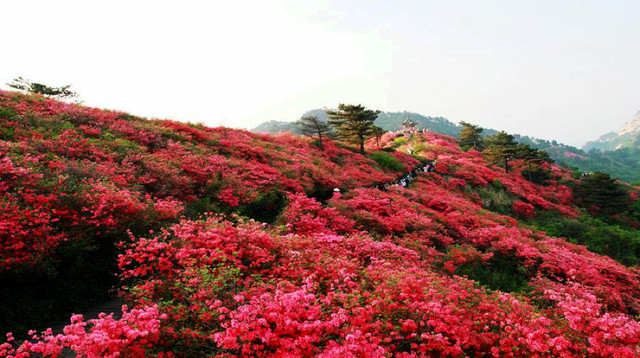 花形丰富 花色艳丽 花姿优美 品种纯正的杜鹃花海就在麻城龟峰