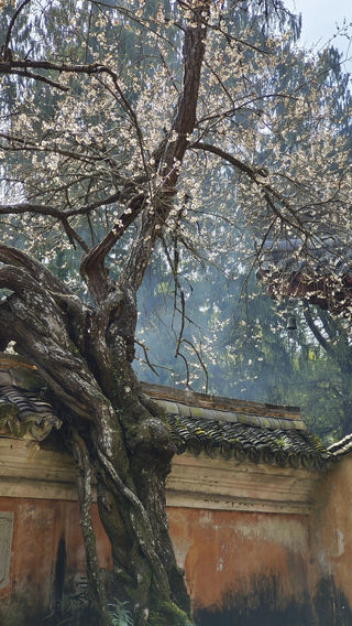 浙江天台国清寺赏梅