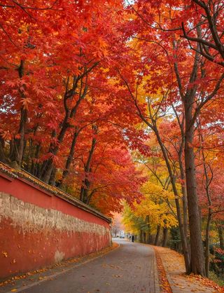 昆明秋日美到窒息!翠湖金叶藏着高空下午茶的浪漫✨