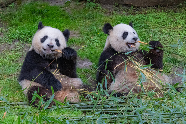 吃成都正宗美食，邂逅萌趣大熊猫，家庭出圈自驾游攻略！