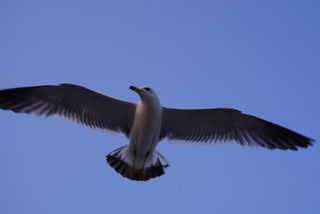 大连的海鸥爱吃火腿肠