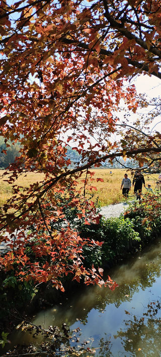 皖南秋色美如画