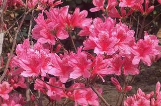 四月芳菲，松月湖畔，漫山杜鹃别样红