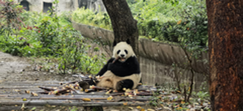 剑阁游记图片] 天府之国    乐还思蜀（四）