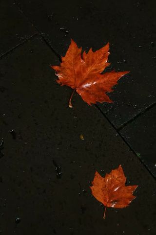 秋栖丽瑞德  ， 赏银杏金辉，伴海鸥归鸣