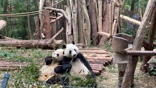 成都自由行三日游玩攻略，吃住行玩乐不踩坑推荐,看这篇就够了