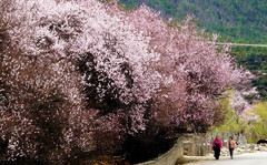 米林游记图片] 桃花三月游西藏（三）：米林，加查