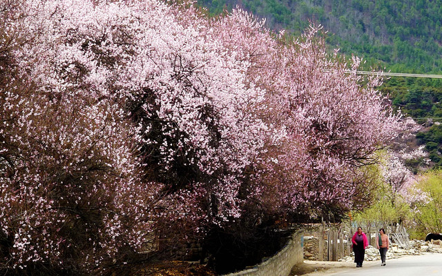 桃花三月游西藏（三）：米林，加查