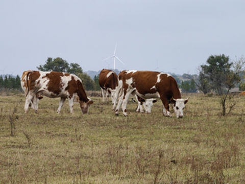 躲避国庆节人流9月24日至27日游乌兰布统多伦湖秋景风景随拍