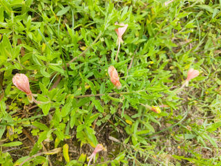 裂叶月见草,海滨的美丽地毯