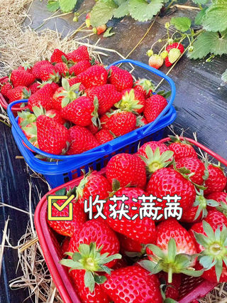 上海一日团建🍓草莓采摘~