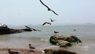 避暑热，去海岛、看海鸟