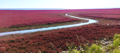 盘锦游记图片] 2023北上赏秋之旅（一）山海关、盘锦篇
