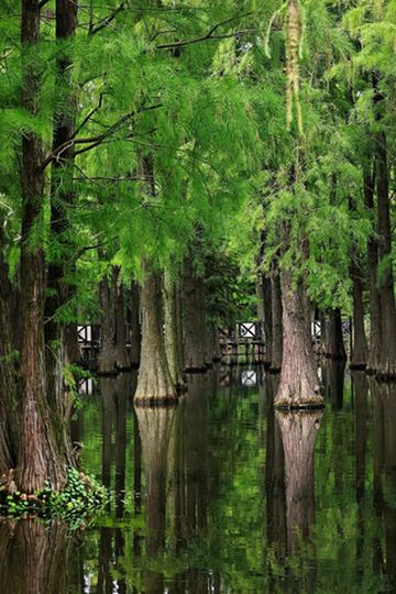 鹤浦镇凤门口森林公园旅行攻略