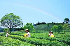 大明山景区游记图片] 感仙茶：抢抓机遇奋发作为，为形成新质生产力贡献力量！