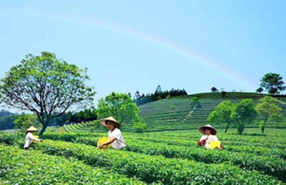 大明山游记图文-感仙茶：抢抓机遇奋发作为，为形成新质生产力贡献力量！